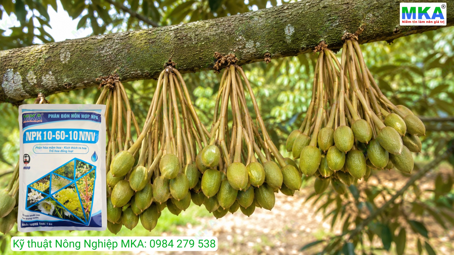 Lân cao 10-60-10 tạo mầm hoa sầu riêng